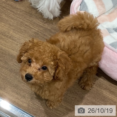 神奈川県のトイプードル(トイ) (ペッツワン 小田原店/2026年8月2日生まれ/男の子/レッド)の子犬の4枚目の画像