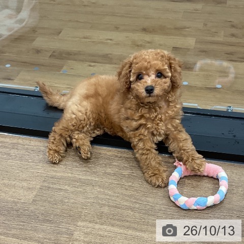 神奈川県のトイプードル(トイ) (ペッツワン 小田原店/2026年8月2日生まれ/男の子/レッド)の子犬の3枚目の画像