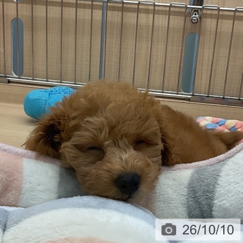 埼玉県のトイプードル(トイ) (ペッツワン 浦和美園店/2026年8月2日生まれ/女の子/レッド)の子犬の3枚目の画像