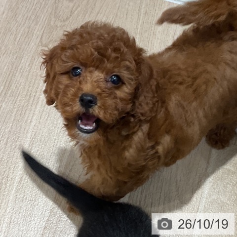千葉県のトイプードル(トイ) (ペットプラス 木更津店/2026年8月6日生まれ/男の子/レッド)の子犬の4枚目の画像