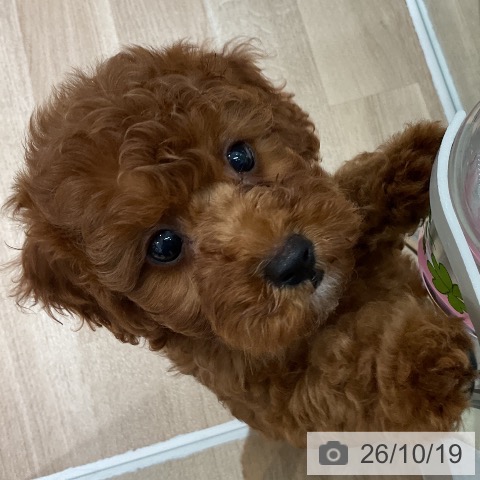 千葉県のトイプードル(トイ) (ペットプラス 木更津店/2026年8月6日生まれ/男の子/レッド)の子犬の3枚目の画像