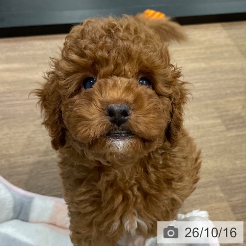 神奈川県のトイプードル(トイ) (ペッツワン 鎌倉梶原店/2026年8月6日生まれ/男の子/レッド)の子犬の3枚目の画像