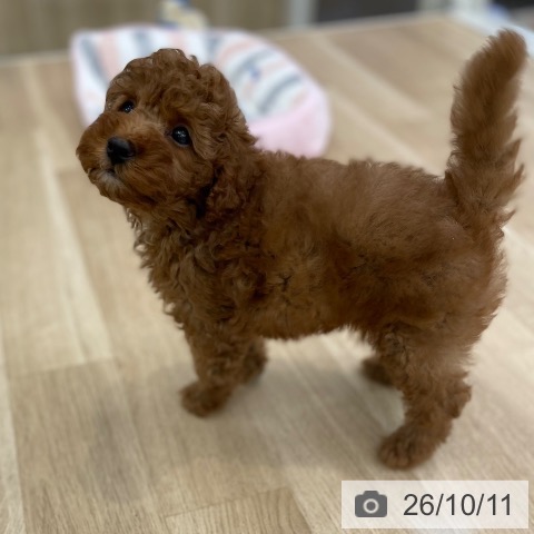 山梨県のトイプードル(トイ) (ペットプラス 甲府国母店/2026年8月6日生まれ/男の子/レッド)の子犬の3枚目の画像