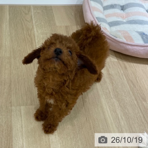 神奈川県のトイプードル(トイ) (ペットプラス 海老名店/2026年8月6日生まれ/男の子/レッド)の子犬の4枚目の画像