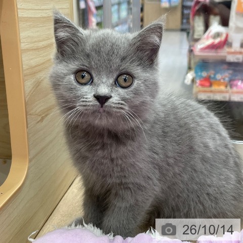 福岡県のブリティッシュショートヘアー (ペットプラス 福岡店/2026年8月5日生まれ/男の子/ライラック)の子猫の3枚目の画像