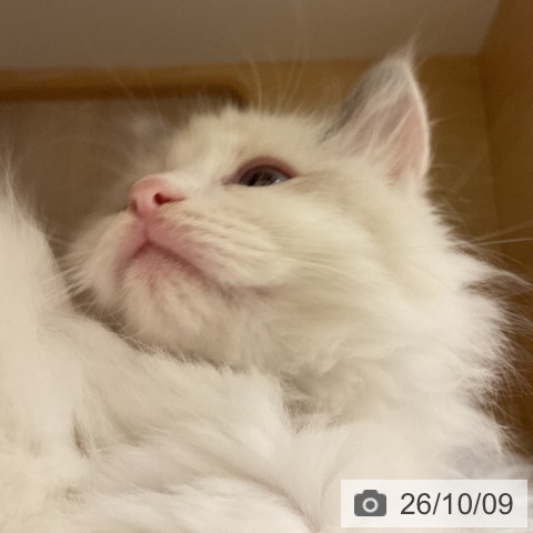 ラグドールの写真