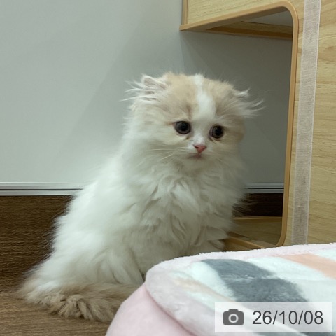 千葉県のスコティッシュフォールド (ペッツワン 千葉ニュータウン店/2026年8月5日生まれ/女の子/クリームホワイト)の子猫の3枚目の画像