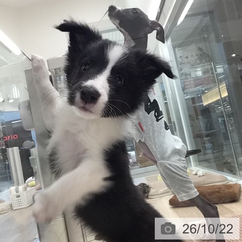 東京都のシェットランドシープドッグ (ペットプラス むさし村山店/2026年8月4日生まれ/男の子/ブラックホワイト)の子犬の3枚目の画像