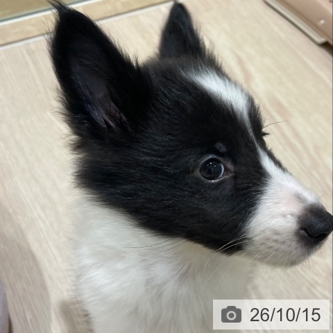神奈川県のシェットランドシープドッグ (ペットプラス 川崎ルフロン店/2026年8月4日生まれ/女の子/ブラックホワイト)の子犬の4枚目の画像