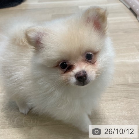 宮城県のポメラニアン (ペットプラス 仙台泉大沢店/2026年8月3日生まれ/男の子/クリーム)の子犬の4枚目の画像