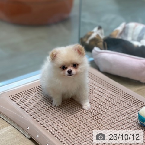 宮城県のポメラニアン (ペットプラス 仙台泉大沢店/2026年8月3日生まれ/男の子/クリーム)の子犬の3枚目の画像