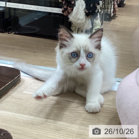 東京都のラグドール (ペットプラス 立川高島屋S.C.店/2026年8月3日生まれ/男の子/シールポイントバイカラー)の子猫の3枚目の画像