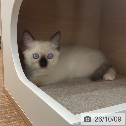 ラグドールの写真