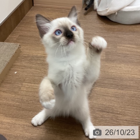 神奈川県のラグドール (ペッツワン 小田原店/2026年8月3日生まれ/男の子/シールポイントミテッド)の子猫の4枚目の画像