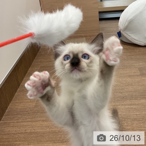 神奈川県のラグドール (ペッツワン 小田原店/2026年8月3日生まれ/男の子/シールポイントミテッド)の子猫の3枚目の画像