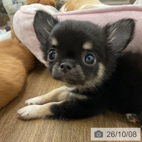 千葉県のチワワ(ロング) (ペッツワン 千葉ニュータウン店/2026年8月3日生まれ/男の子/ブラックタンホワイト)の子犬の4枚目の画像