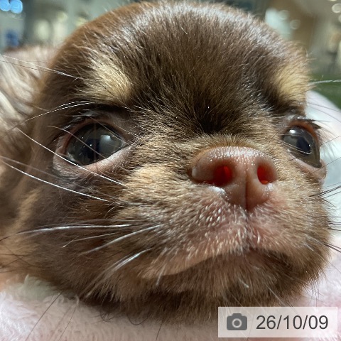 チワワの写真