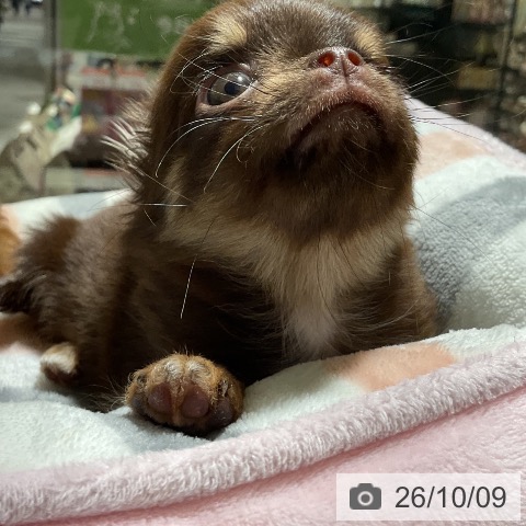 チワワの写真