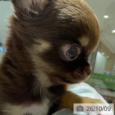 チワワの写真