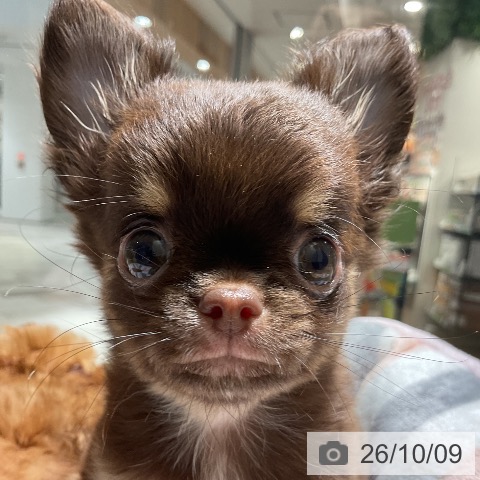 チワワの写真