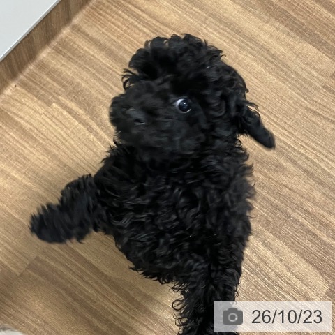 茨城県のトイプードル(トイ) (ペッツワン 阿見店/2026年8月7日生まれ/男の子/ブラック)の子犬の4枚目の画像