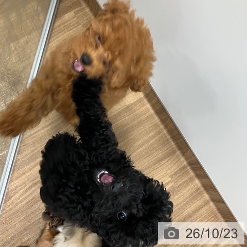 茨城県のトイプードル(トイ) (ペッツワン 阿見店/2026年8月7日生まれ/男の子/ブラック)の子犬の3枚目の画像