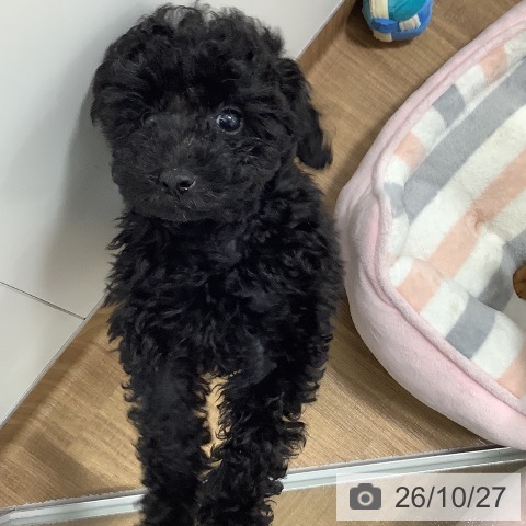 茨城県のトイプードル(トイ) (ペッツワン 阿見店/2026年8月7日生まれ/男の子/ブラック)の子犬の3枚目の画像