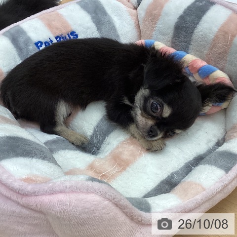 長野県のチワワ(ロング) (ペットプラス 松本店/2026年8月6日生まれ/男の子/ブラックタンホワイト)の子犬の3枚目の画像