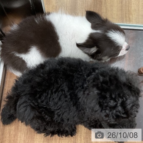 茨城県のトイプードル(トイ) (ペッツワン 古河店/2026年8月8日生まれ/男の子/ブラック)の子犬の4枚目の画像