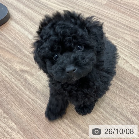 茨城県のトイプードル(トイ) (ペッツワン 古河店/2026年8月8日生まれ/男の子/ブラック)の子犬の3枚目の画像