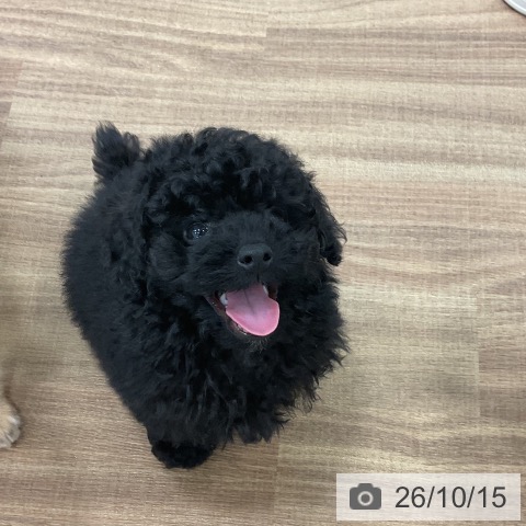 茨城県のトイプードル(トイ) (ペッツワン 古河店/2026年8月8日生まれ/男の子/ブラック)の子犬の3枚目の画像