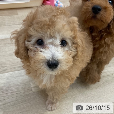 長野県のトイプードル(トイ) (ペットプラス 上田店/2026年8月8日生まれ/男の子/アプリコット)の子犬の4枚目の画像
