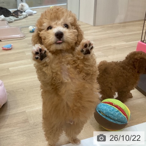 長野県のトイプードル(トイ) (ペットプラス 上田店/2026年8月8日生まれ/男の子/アプリコット)の子犬の4枚目の画像