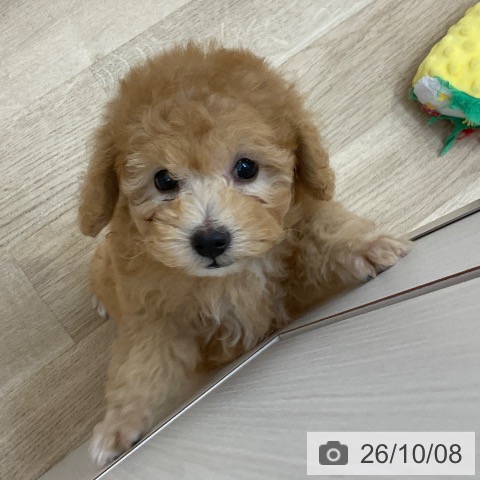 長野県のトイプードル(トイ) (ペットプラス 上田店/2026年8月8日生まれ/男の子/アプリコット)の子犬の3枚目の画像
