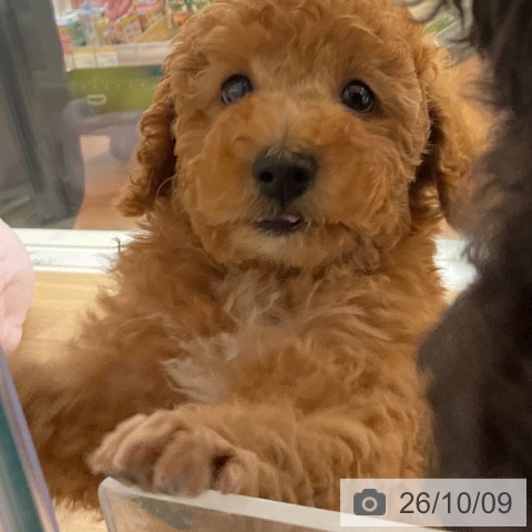 神奈川県のトイプードル(トイ) (ペットプラス 湘南平塚店/2026年8月8日生まれ/男の子/アプリコット)の子犬の4枚目の画像