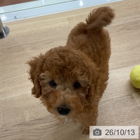 神奈川県のトイプードル(トイ) (ペットプラス 湘南平塚店/2026年8月8日生まれ/男の子/アプリコット)の子犬の3枚目の画像