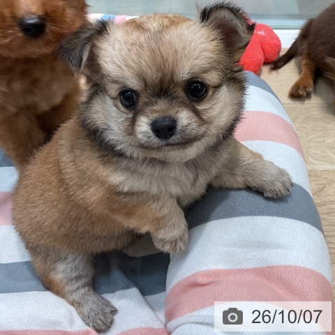 チワワの写真
