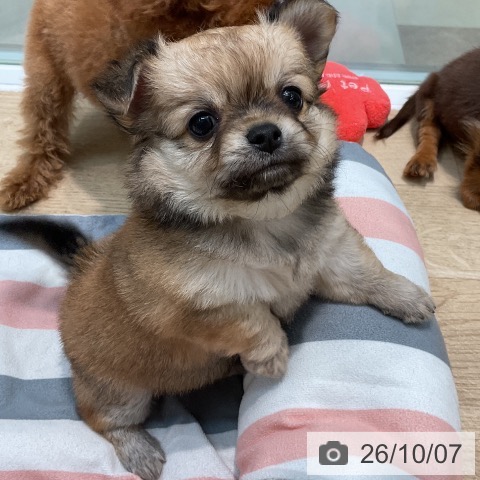 チワワの写真