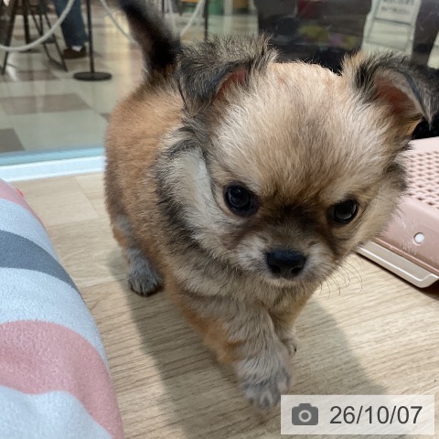 チワワの写真