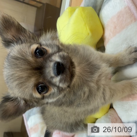 チワワの写真