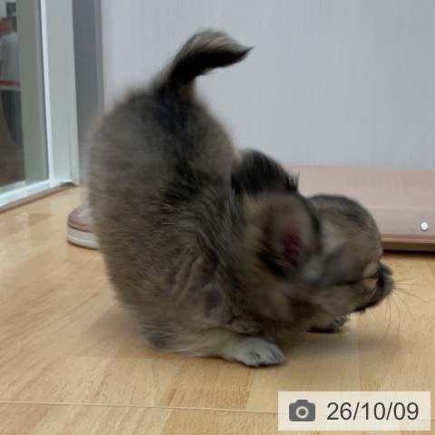 チワワの写真