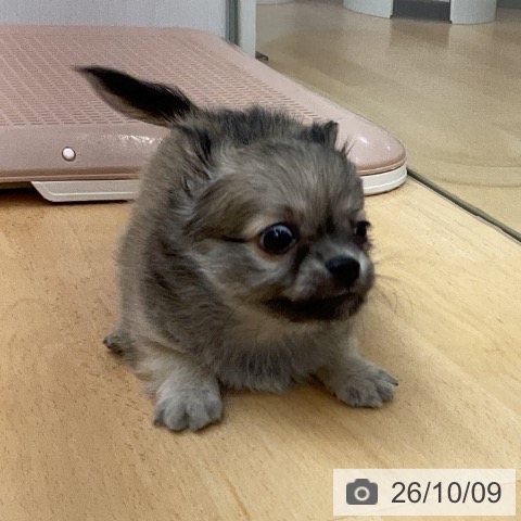チワワの写真