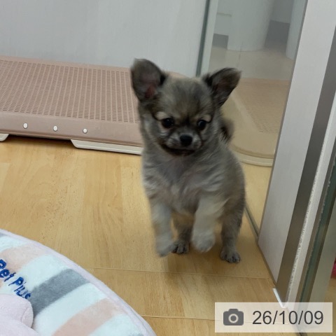 チワワの写真