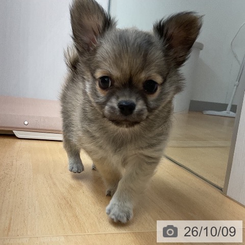 チワワの写真