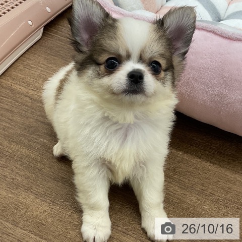 千葉県のチワワ(ロング) (ペッツワン 千葉ニュータウン店/2026年8月9日生まれ/男の子/ホワイトレッド)の子犬の4枚目の画像