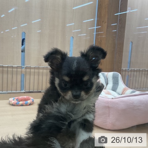 チワワの写真