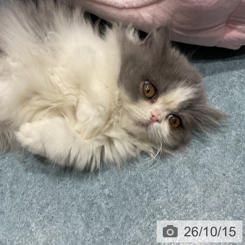 ミヌエットの写真