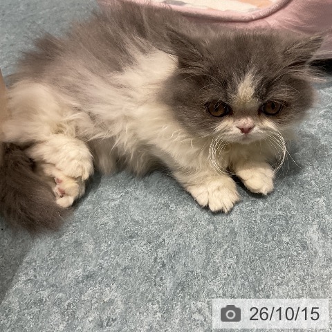 ミヌエットの写真