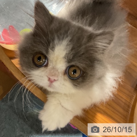 ミヌエットの写真
