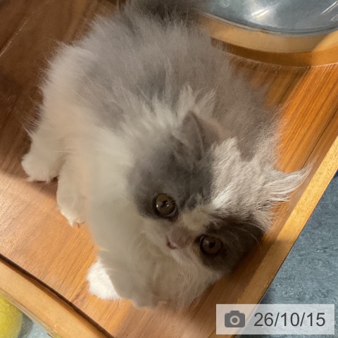 ミヌエットの写真